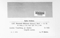 Puccinia hieracii image